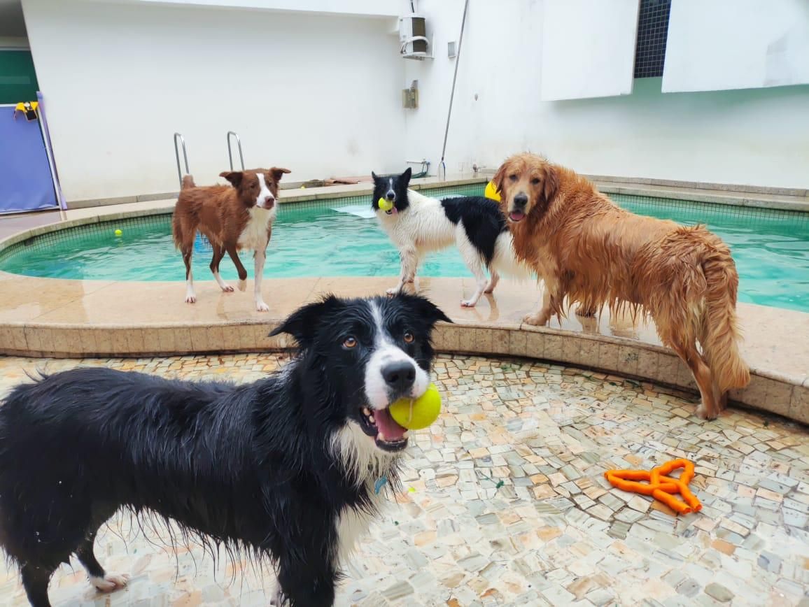 Ataque de abelhas mata dois cavalos e um cachorro CompreRural