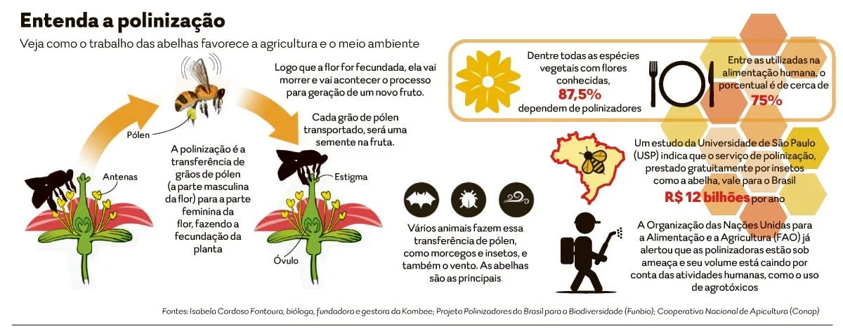 O que as abelhas podem ensinar aos economistas sobre o