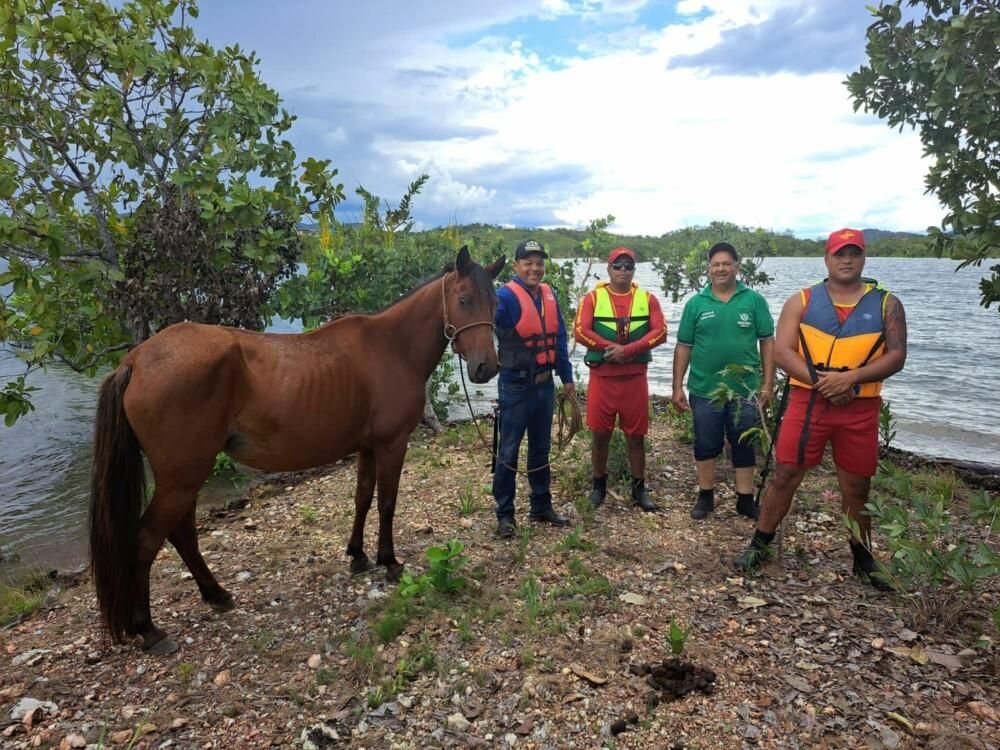 Conduta de policiais que atiraram em cavalos será apurada