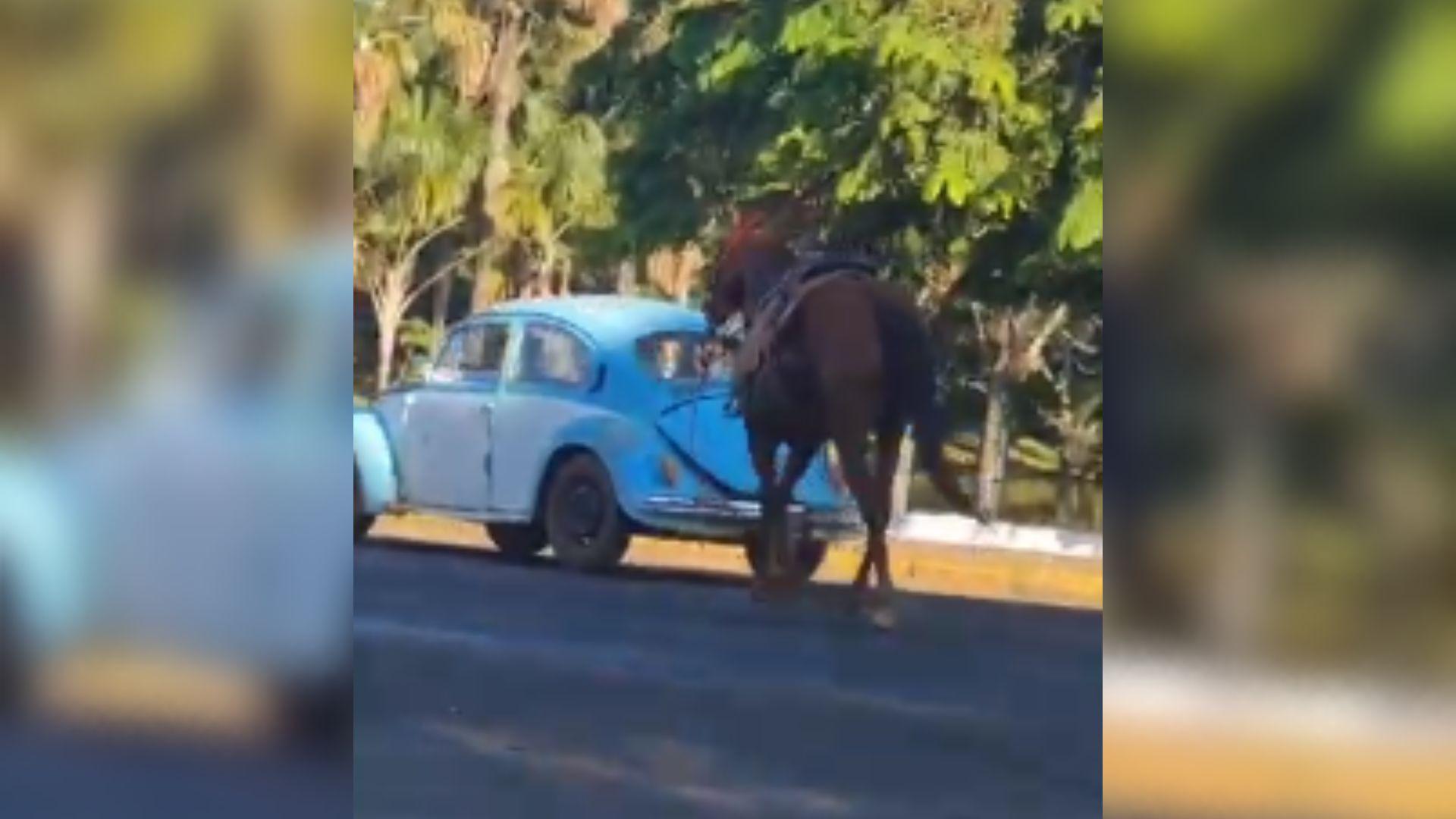 Homem suspeito de maus tratos a cavalo morto é preso no interior