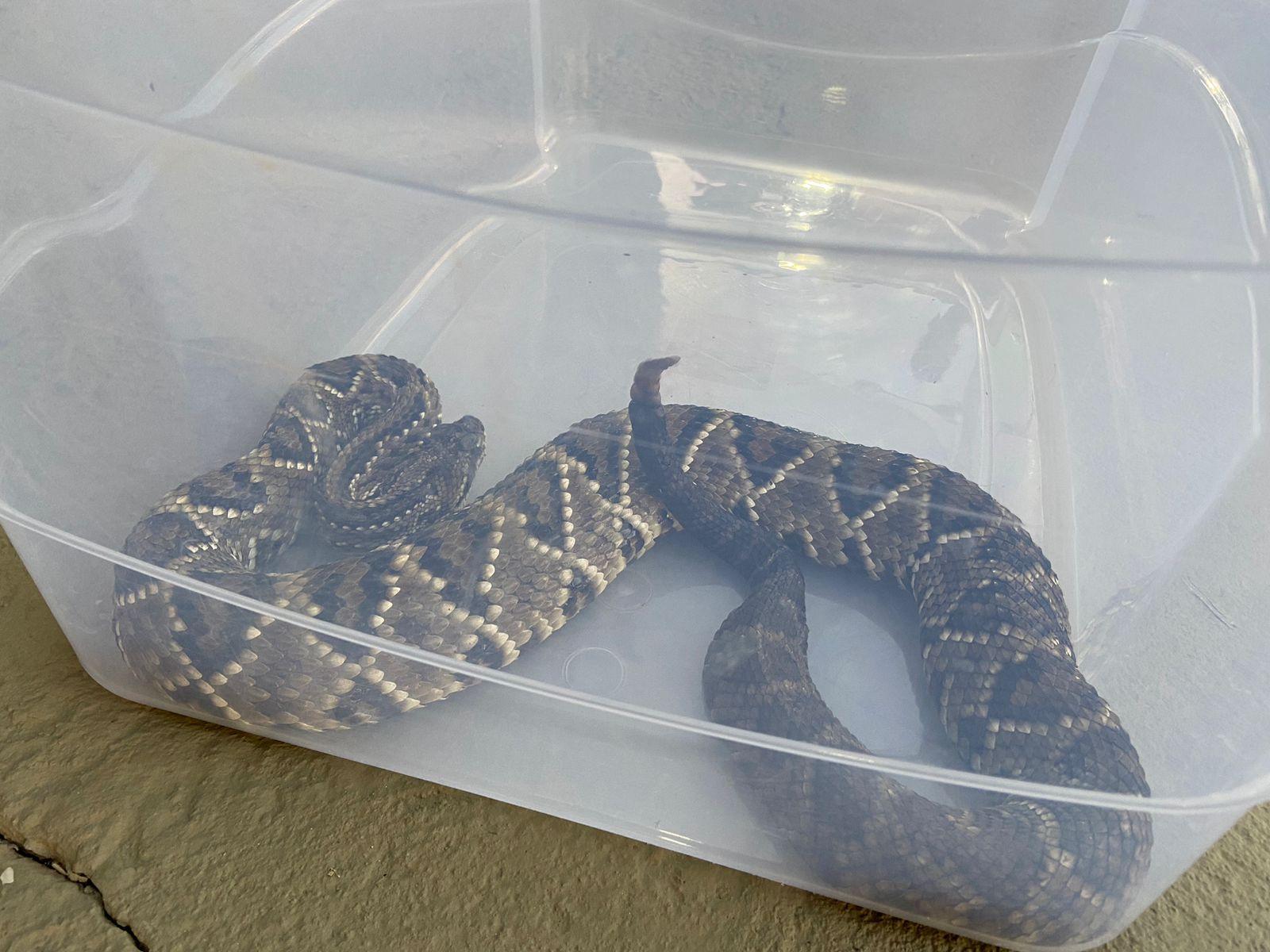 Jogo Do Executor Com Cobra Durante Uma Mostra Em Um Jardim Zoológico Foto  de Stock Editorial - Imagem de animal, pessoa: 96099998