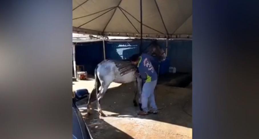 Cavalo toma banho em lava a jato de Goiânia com direito a shampoo