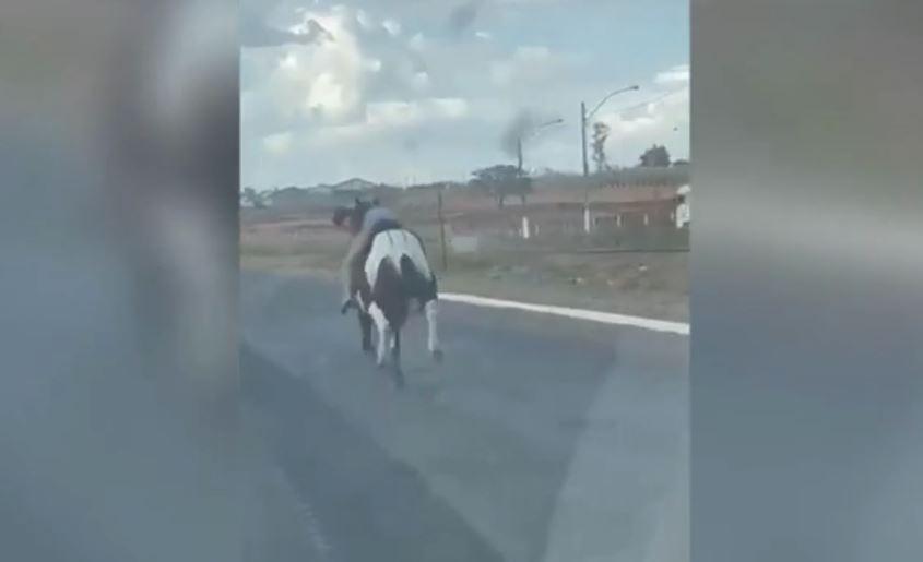 Cavalo Pulando Pólos Closeup Desfocado Cavaleiro Não Identificado