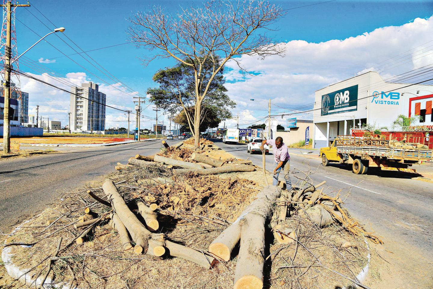 Prefeituras de Goiânia e Aparecida retiram 132 árvores para obra na Avenida Rio Verde O Popular