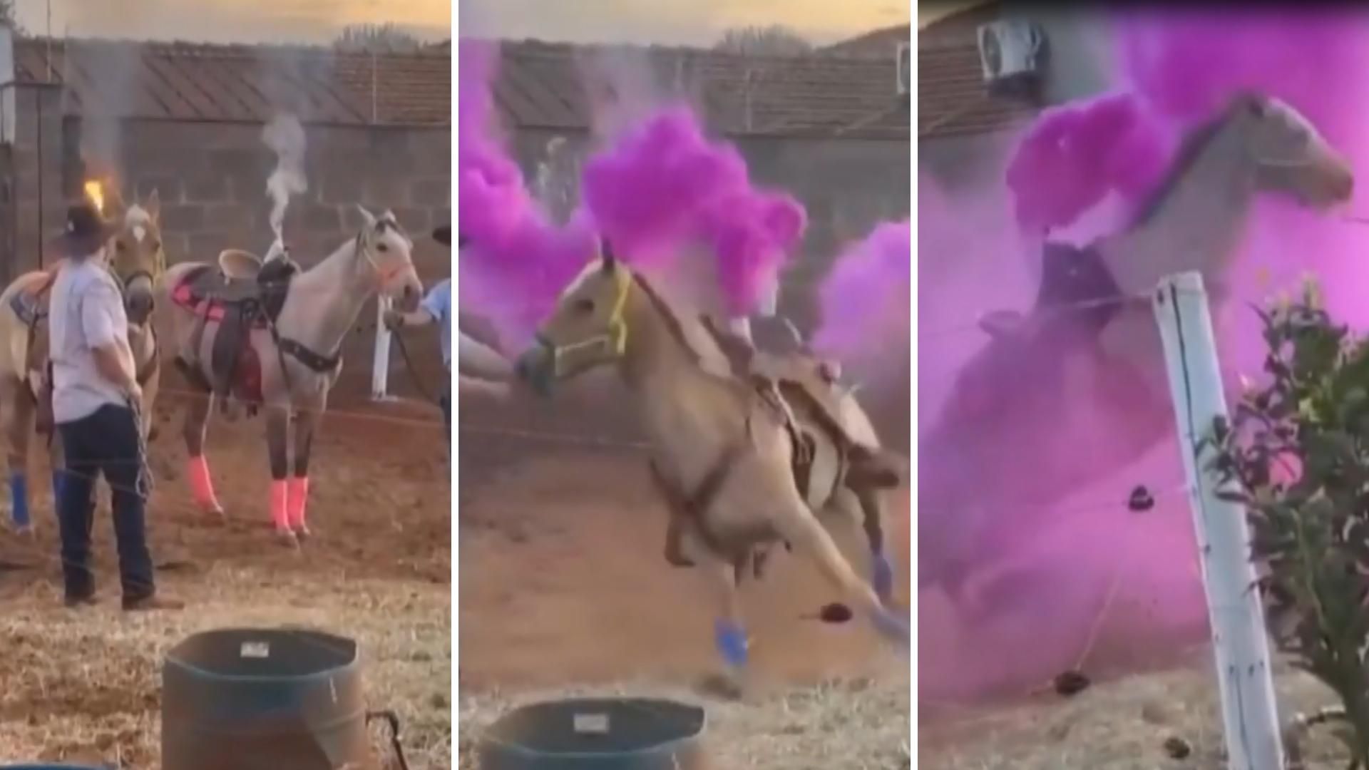 Polícia investiga maus-tratos contra cavalos em chá revelação; vídeo, Goiás