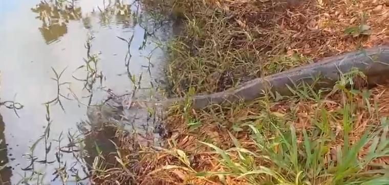 Sucuri verde é resgatada pelos bombeiros no quintal de casa em Goiás;  conheça a espécie, Goiás