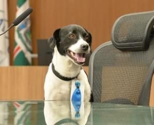 2018 alta qualidade quente mascote fantasia vestido adulto tamanho