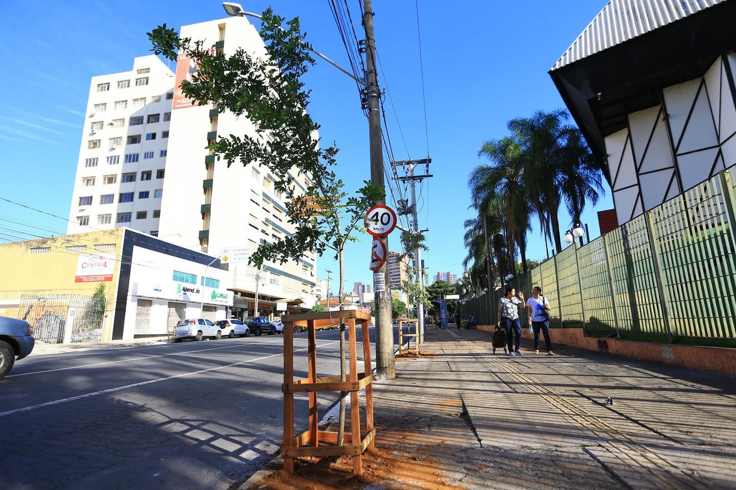 Prefeitura planta 185 mudas e retira 17 árvores no Centro de