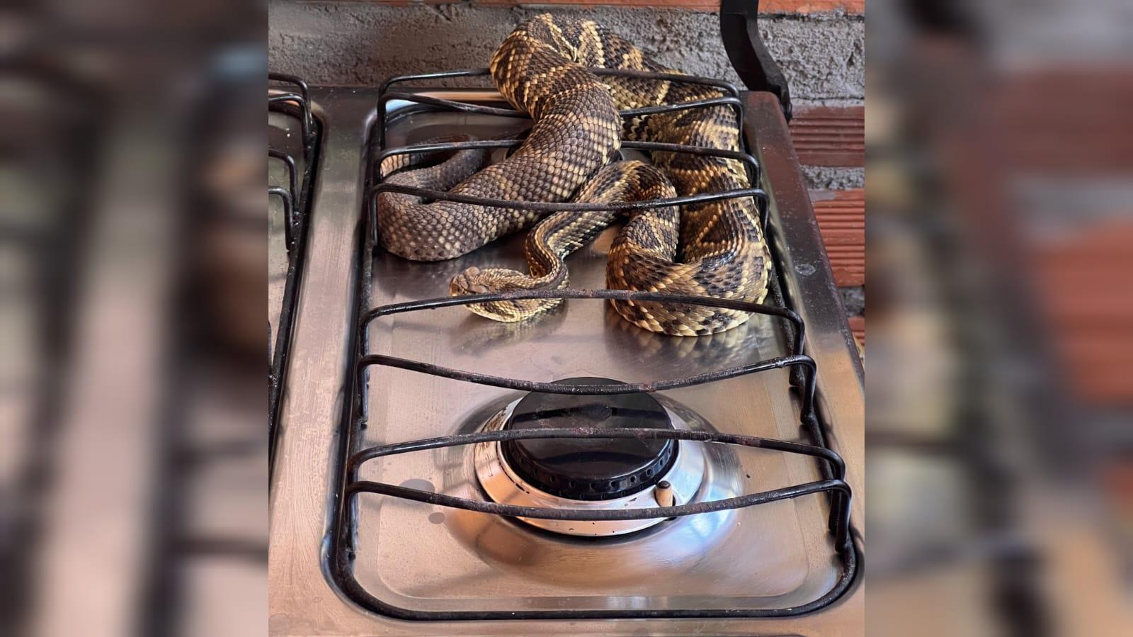 Família encontra cobra cascavel em cima do fogão; vídeo | O Popular