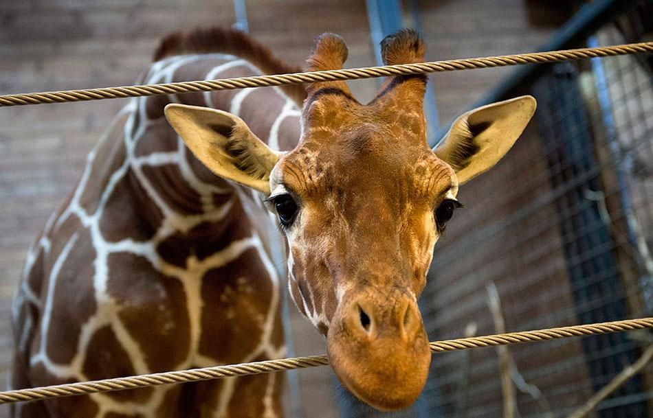 Mortes de girafas no Rio estão ligadas a 'maior caso de tráfico de