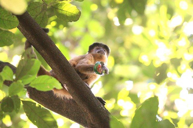 A CADA SEGUNDO QUE PASSA ESSE NOVO MACACO CRESCE CADA VEZ MAIS NO